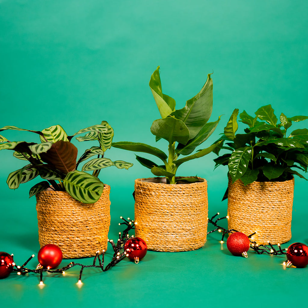 The Ultimate 2024 Holiday Gift Guide – Plantsome
