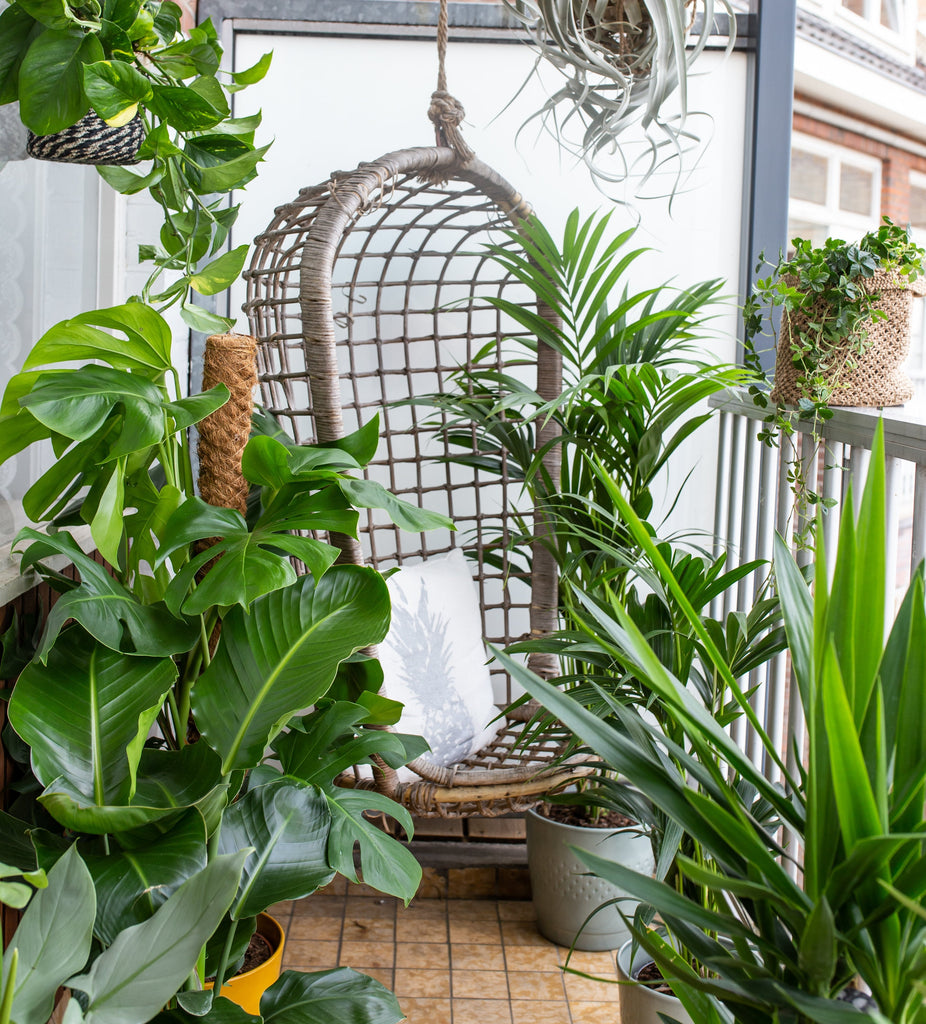 View of 5 tips for your plants to survive the heat – Plantsome