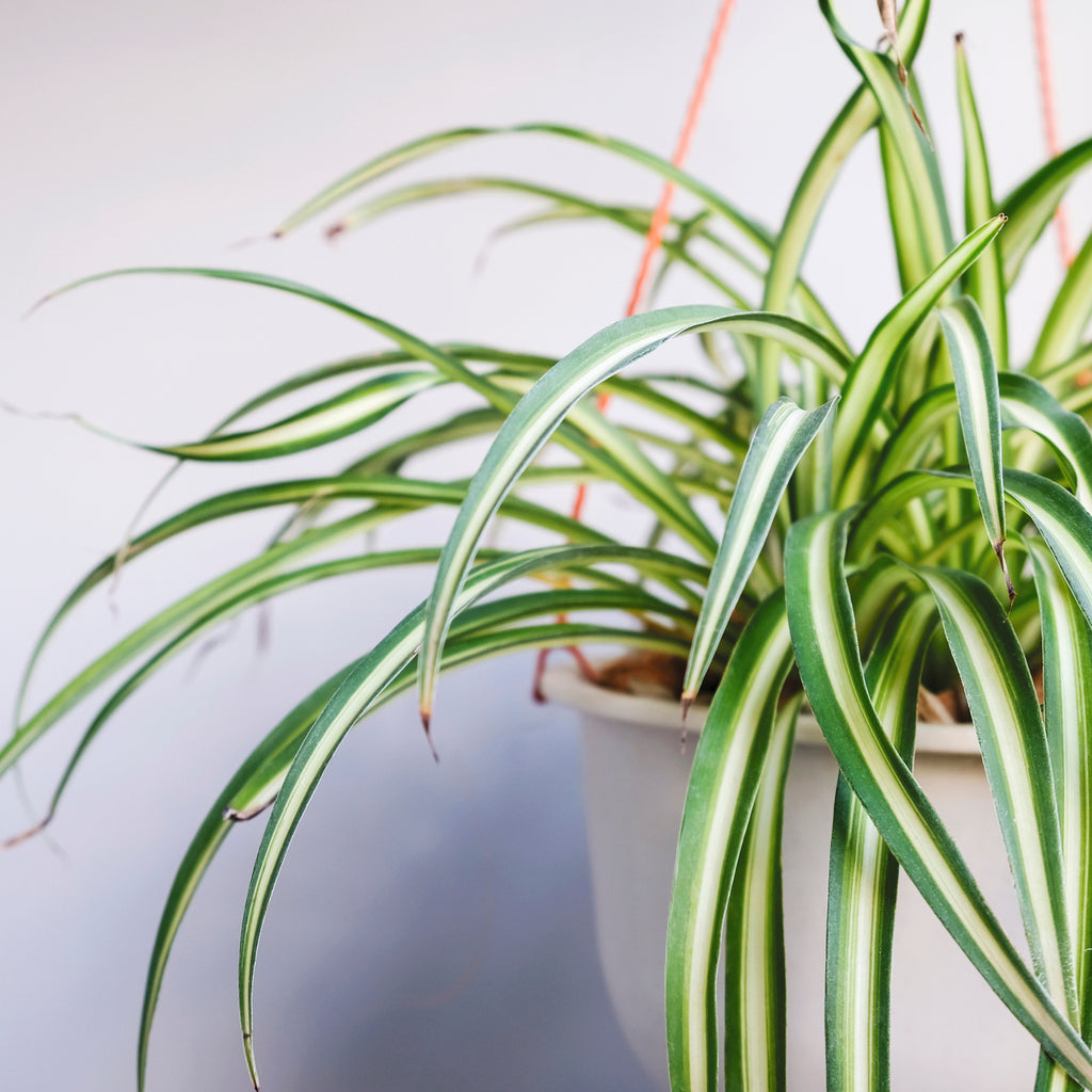 bacularis plant care Sansevieria bacularis Mikado - Snake Plant | Hortology