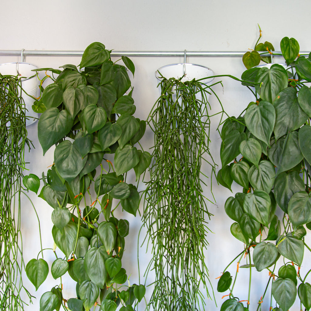 Climbers and Viners: Why Trailing Plants are Great Starter-Plants   Plantsome