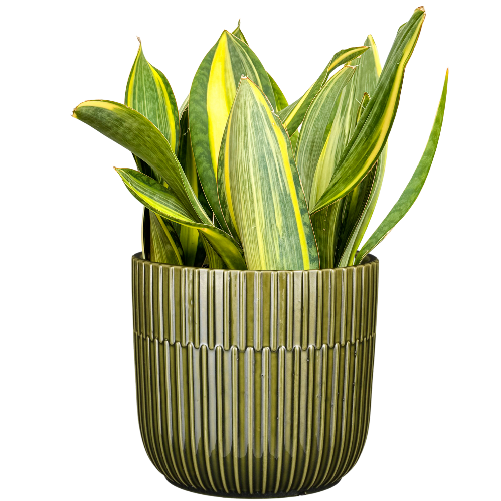 Sansevieria Masoniana Variegata | Whale Fin Snake | 25
