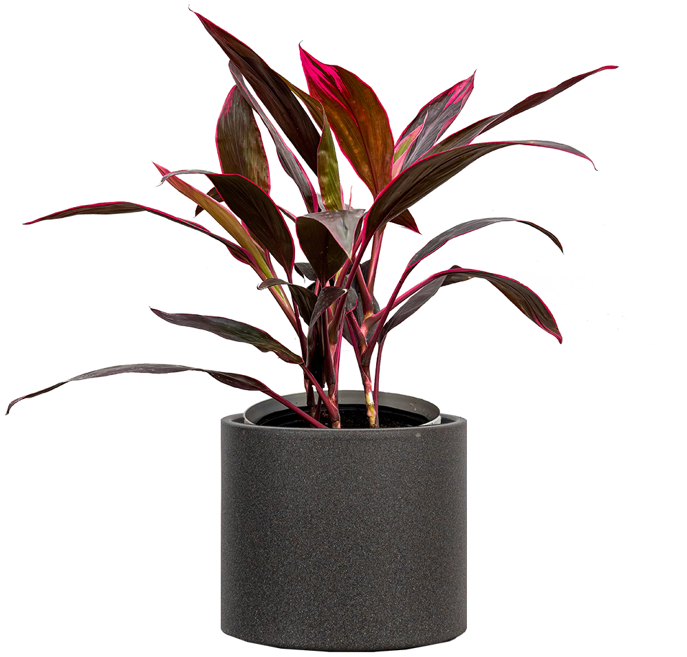 cedar sage plant Salvia roemeriana (Cedar Sage) – Eco Blossom Nursery main image 1