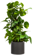 XL Plants