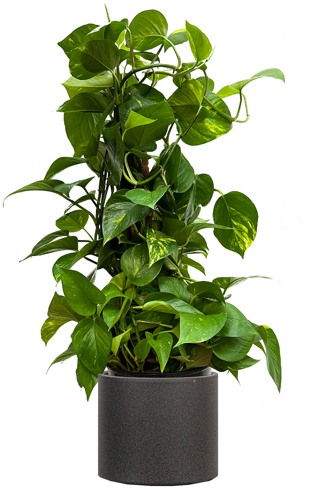 upright pothos Epipremnum Aureum