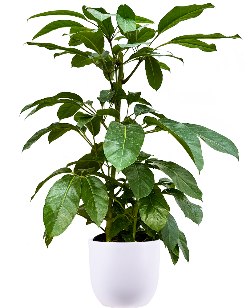 alpine indoor plant Schefflera Alpine (XL)