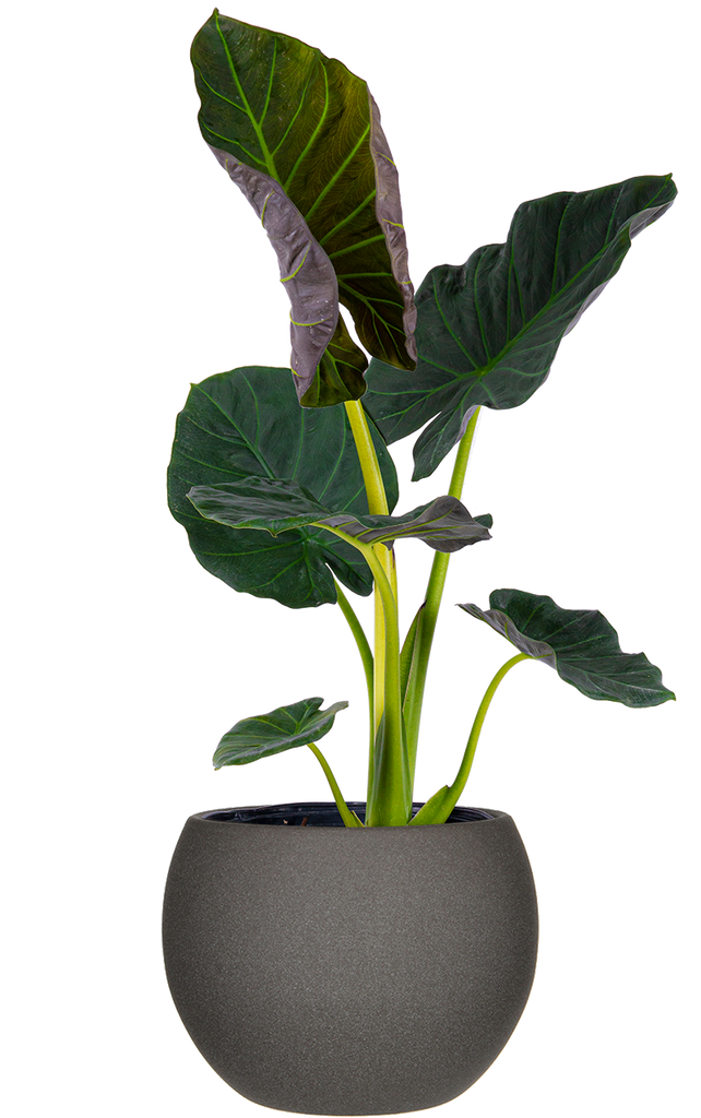 elephant ear plant png Alocasia Regal Shield