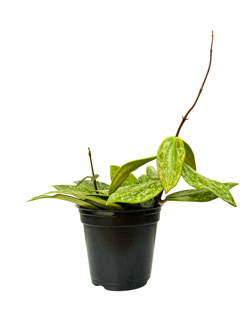 Hoya Rangsan Splash | Wax Plant | 4