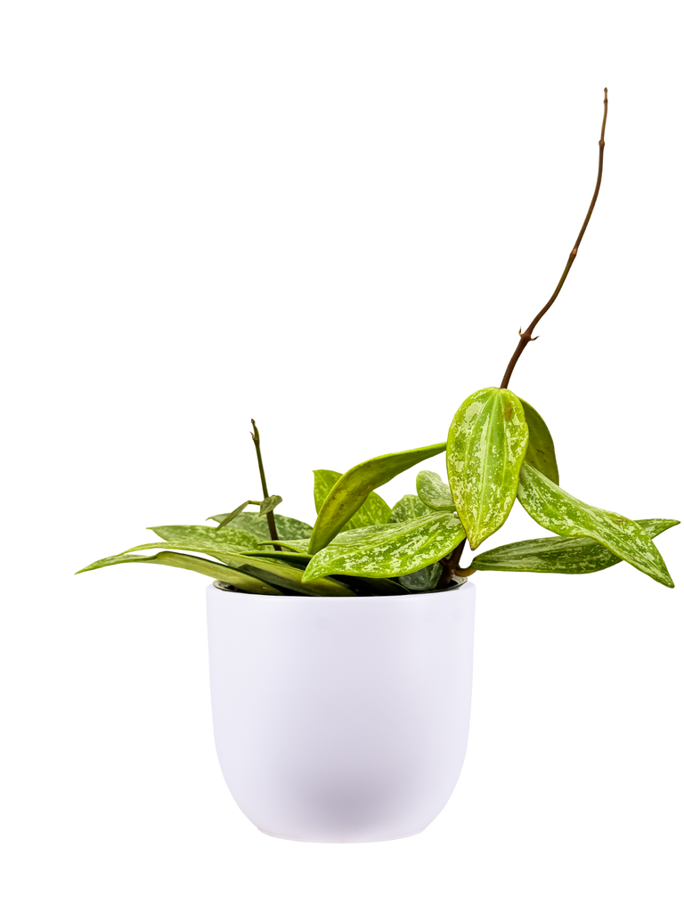 Hoya Rangsan Splash | Wax Plant | 4