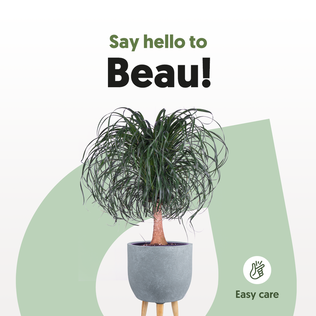 Ponytail Palm | Beaucarnea | 10