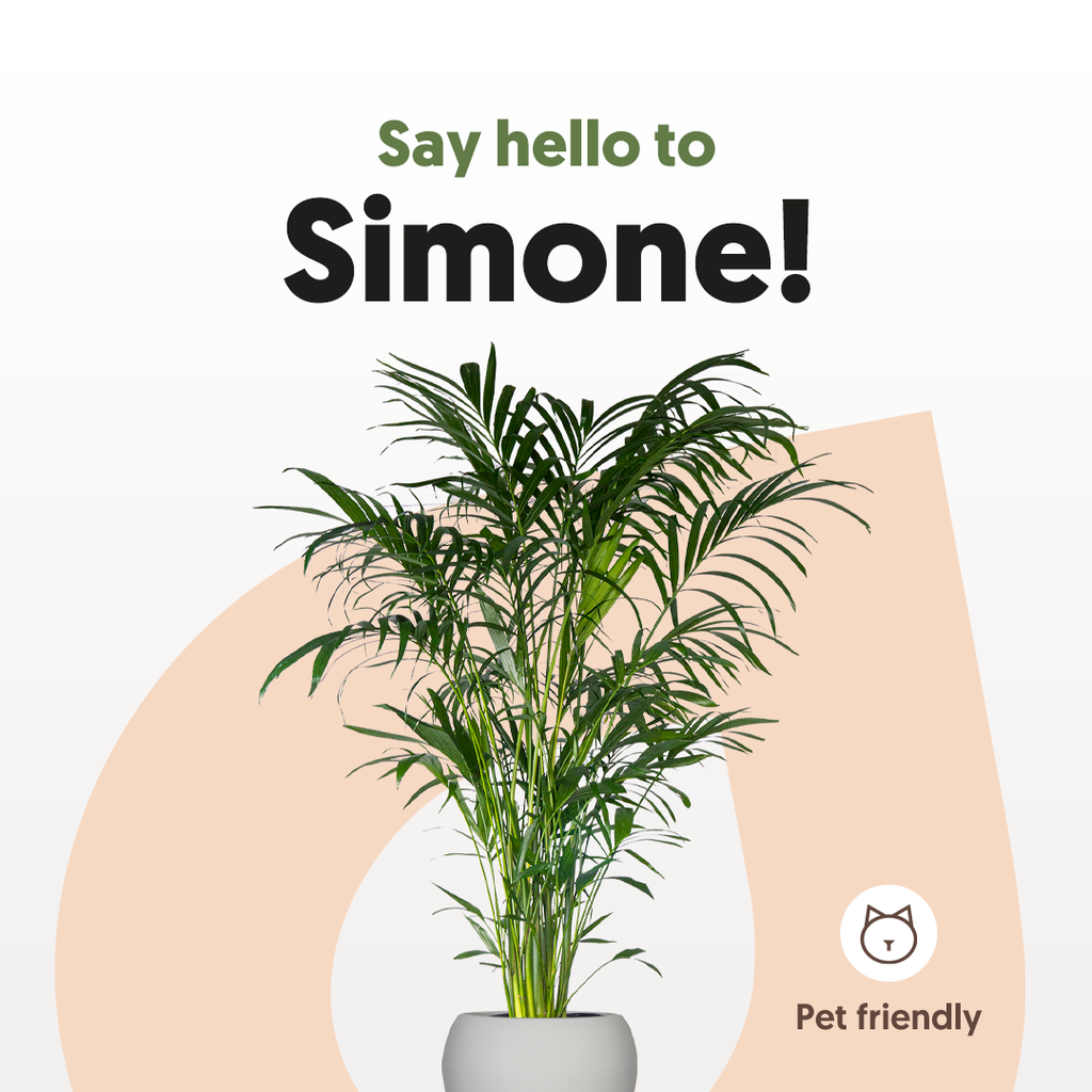 cat friendly palm plants Cat Palm | Chamaedorea Cataractarum | 10" Pot | Pet Friendly Houseplant