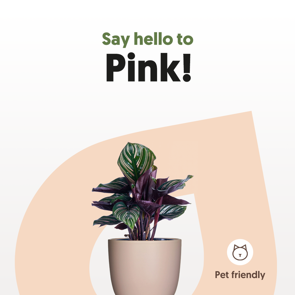 Calathea Ornata (M)