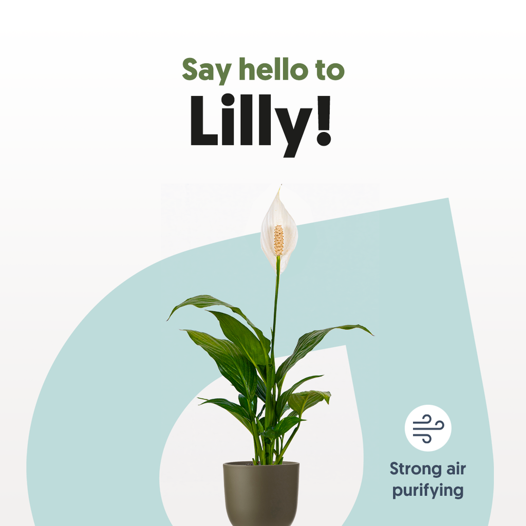 lily peace plant meaning Peace Lily | Spathiphyllum | 4" Pot | Easy Care Houseplant