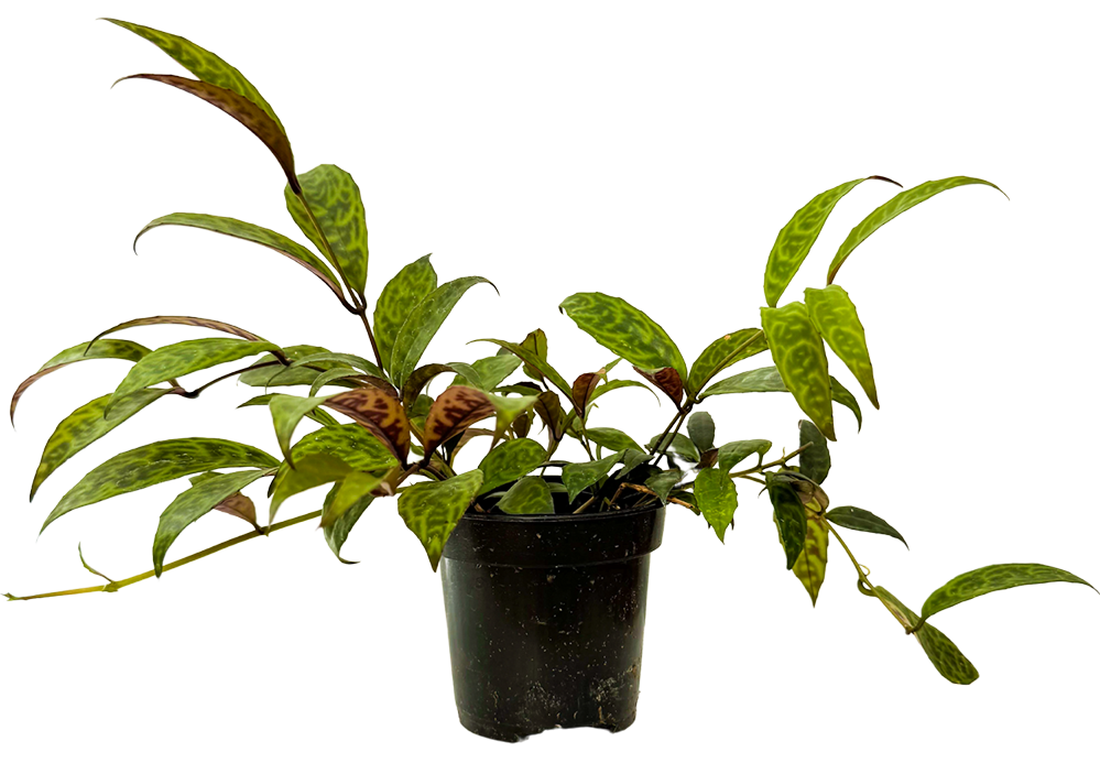 Aeschynanthus Longicaulis | Black Pagoda Lipstick Plant | 4