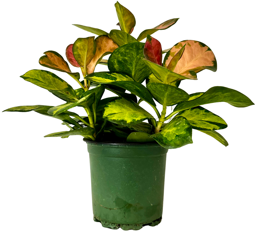 Hoya Australis Grande Variegata | Variegated Wax Plant | 4