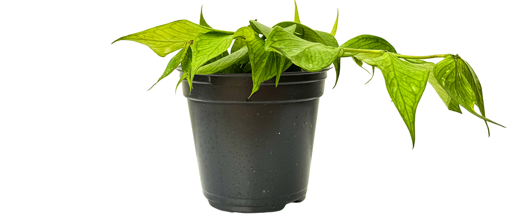 poly house plant Hoya Polyneura | Wax Plant | 4" Pot | Pet Friendly And Easy Care Houseplant