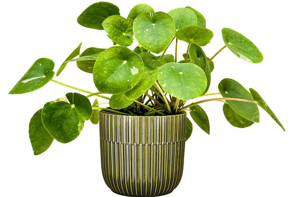 Pilea Peperomioides Variegated