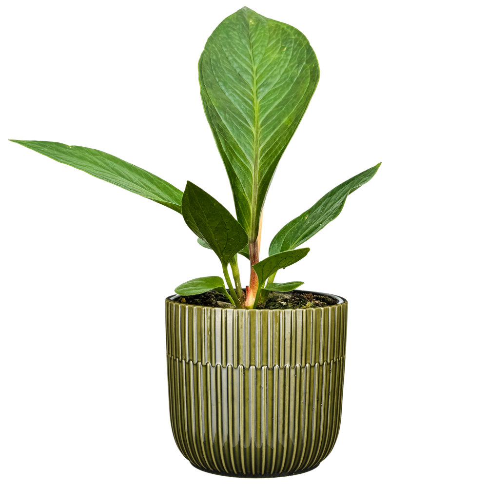 anthurium jenmanii green Anthurium Jenmanii (S)