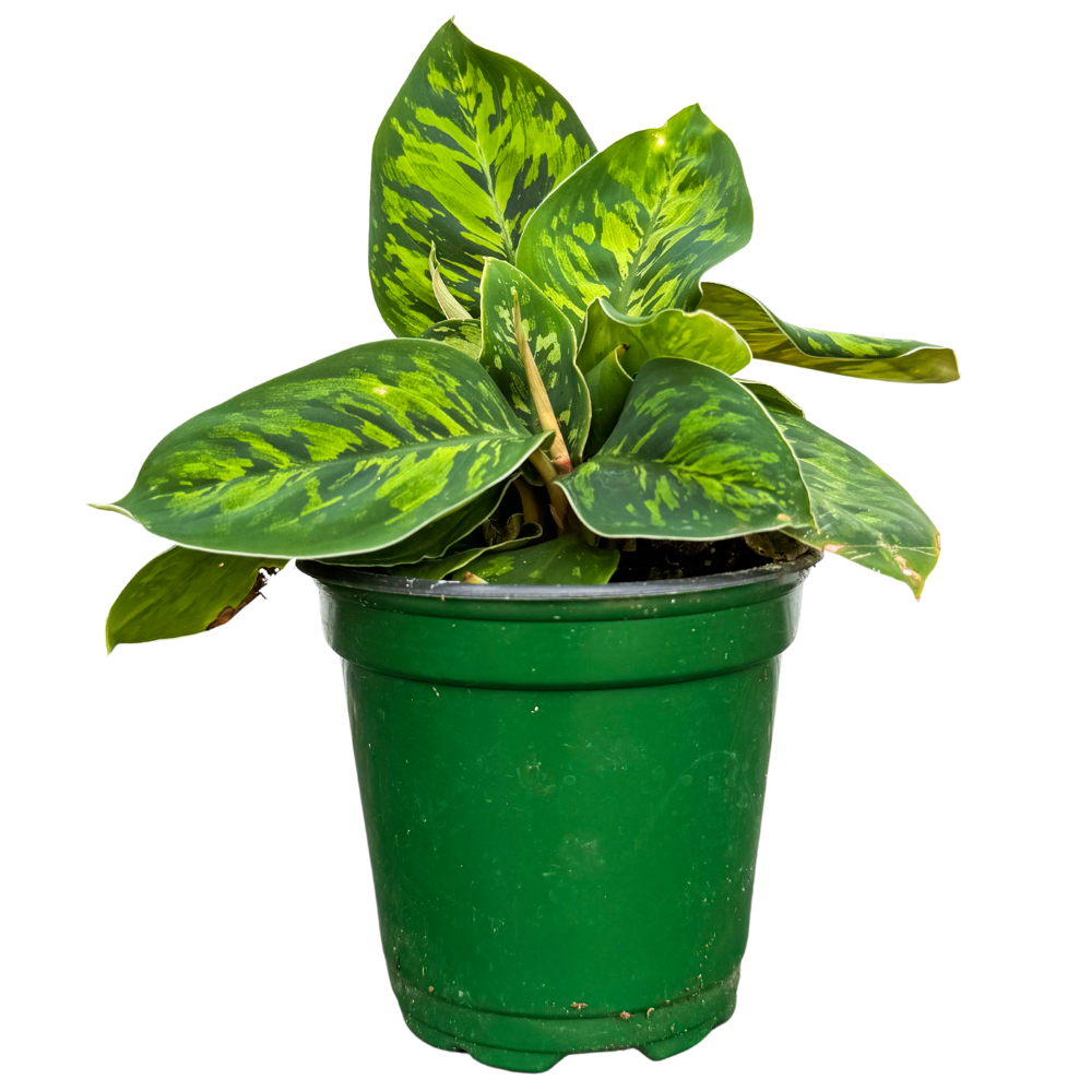 Homalomena Camouflage | 4