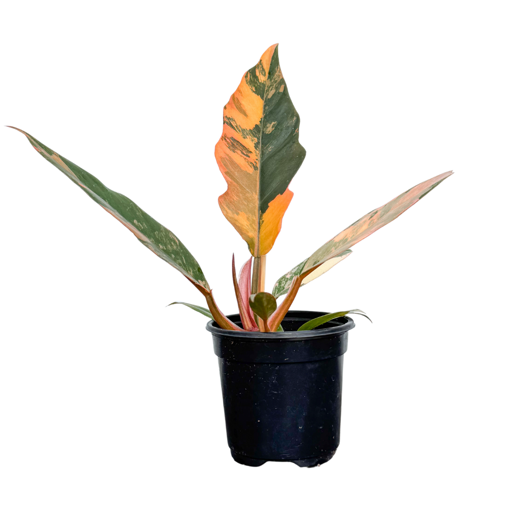 caramel marble philodendron price Philodendron Caramel Marble | 4" Pot | Easy Care Houseplant