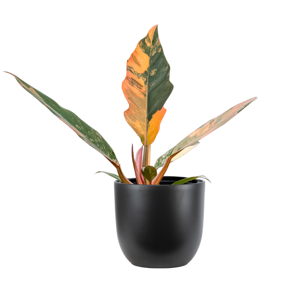 philodendron caramel marble seeds Philodendron Caramel Marble | 4" Pot | Easy Care Houseplant
