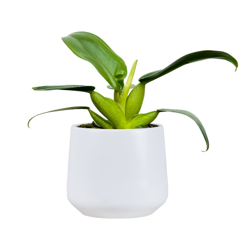philodendron verrucosum tambillo Philodendron verrucosum
