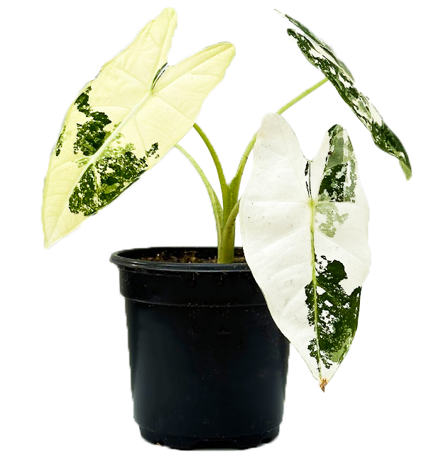 frydek elephant ear plant Alocasia Frydek Variegated | 4" Pot | Rare Houseplant
