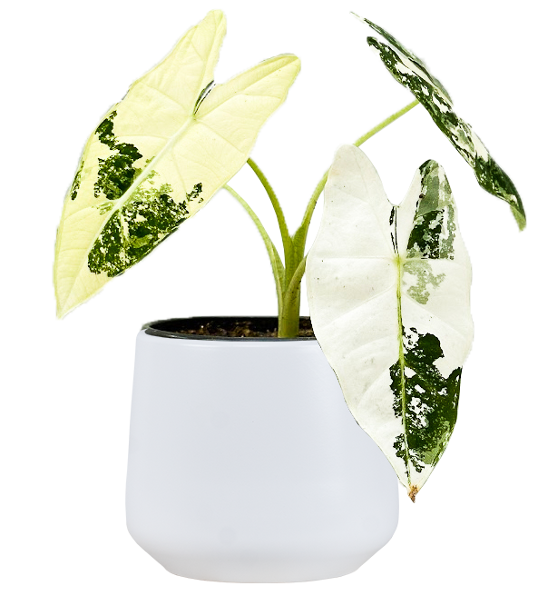 Alocasia Frydek Variegated | 4