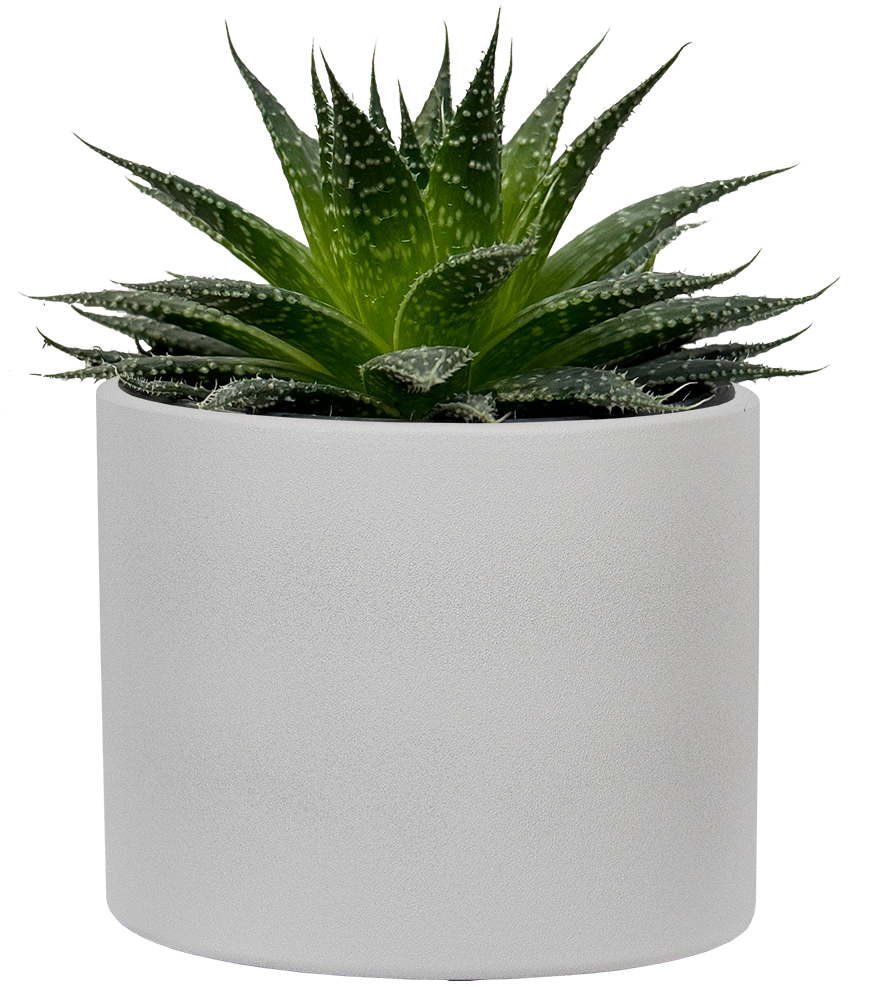 Aloe Vera | 4