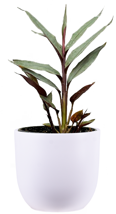 alpinia indoor plant Alpinia Red Rubin | 4" Pot | Easy Care Houseplant