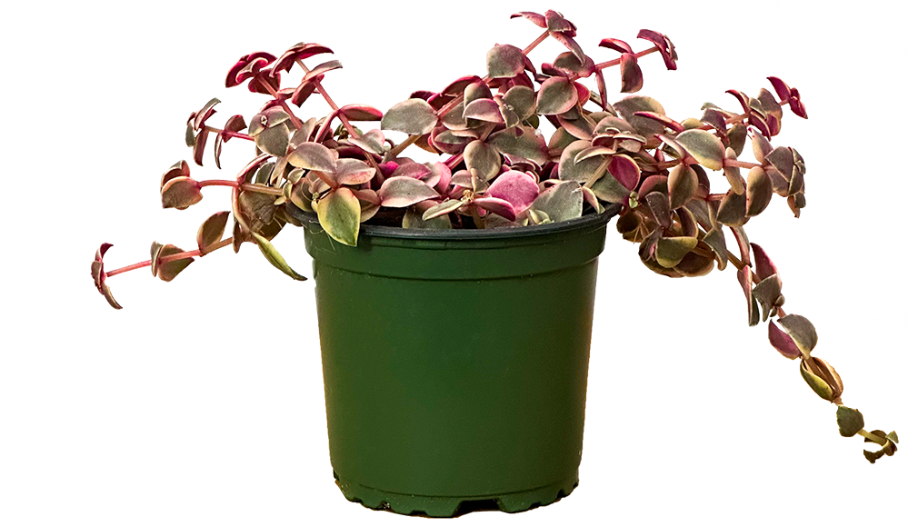 ferns and petals jade plant Crassula | Jade Plant | 4" Pot | Easy Care Houseplant