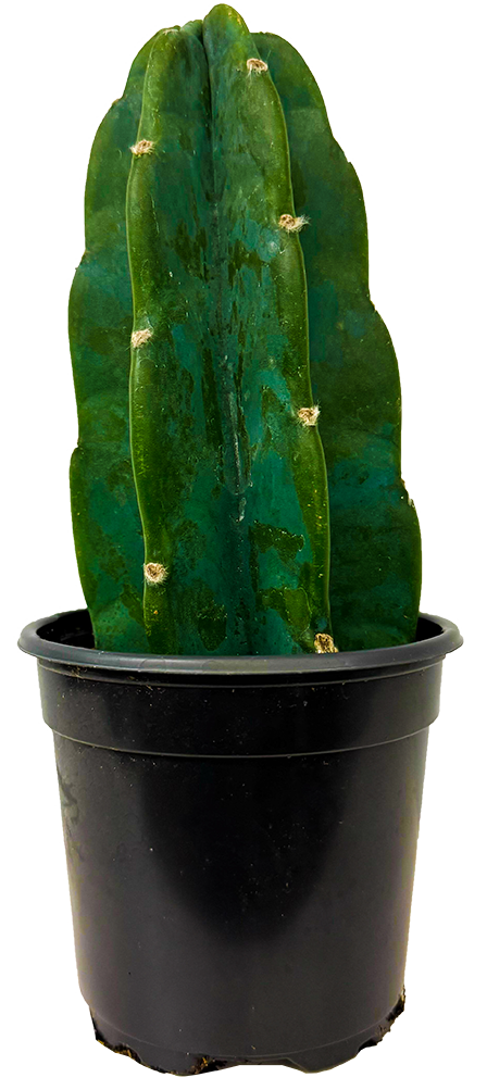 Cereus Jamacaru | Cuddly Cactus (S)| 4