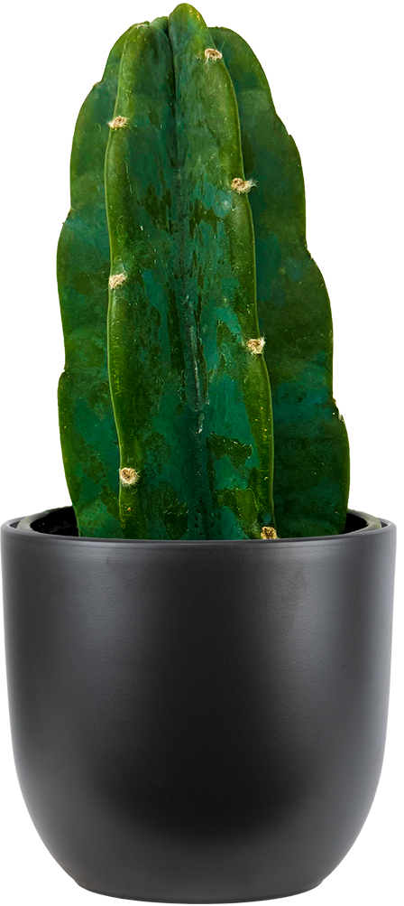 Cereus Jamacaru | Cuddly Cactus (S)| 4