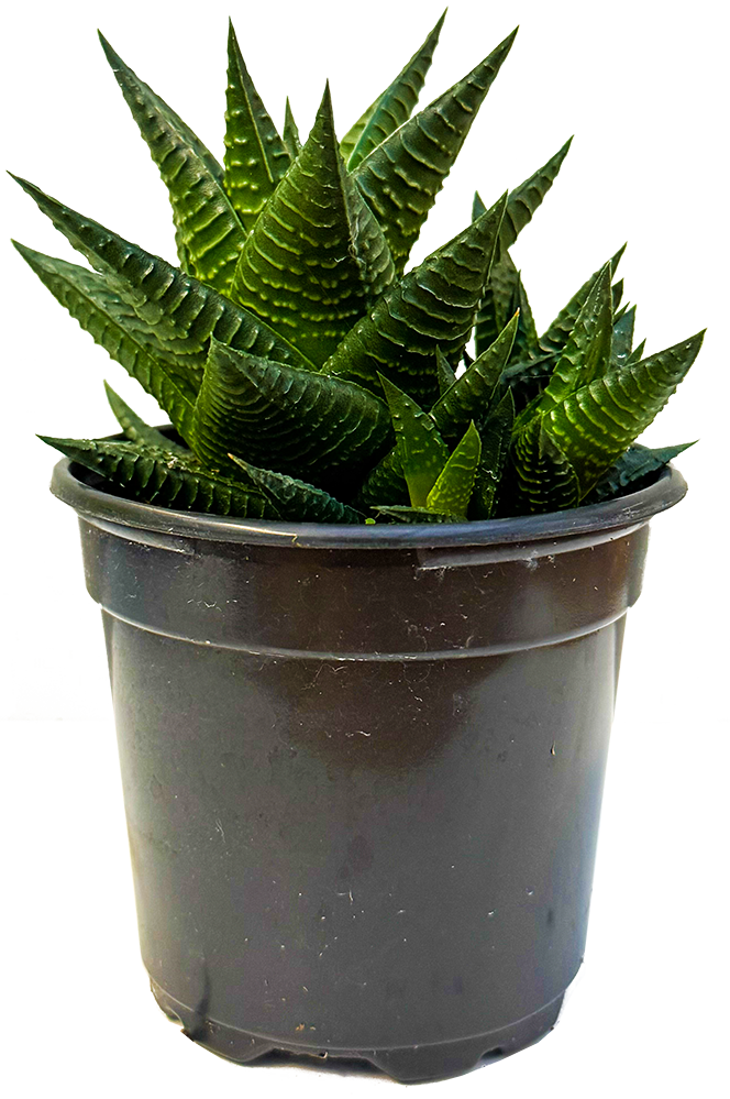 haworthia limifolia succulent Haworthia | Zebra Cactus | 4" Pot | Pet Friendly And Easy Care Houseplant