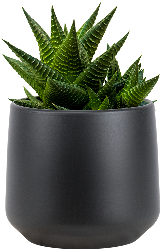 succulent that looks like zebra plant Haworthia | Zebra Cactus | 4" Pot | Pet Friendly And Easy Care Houseplant