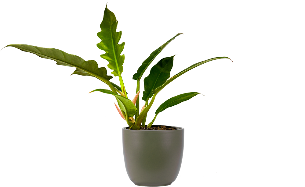 Philodendron Narrow