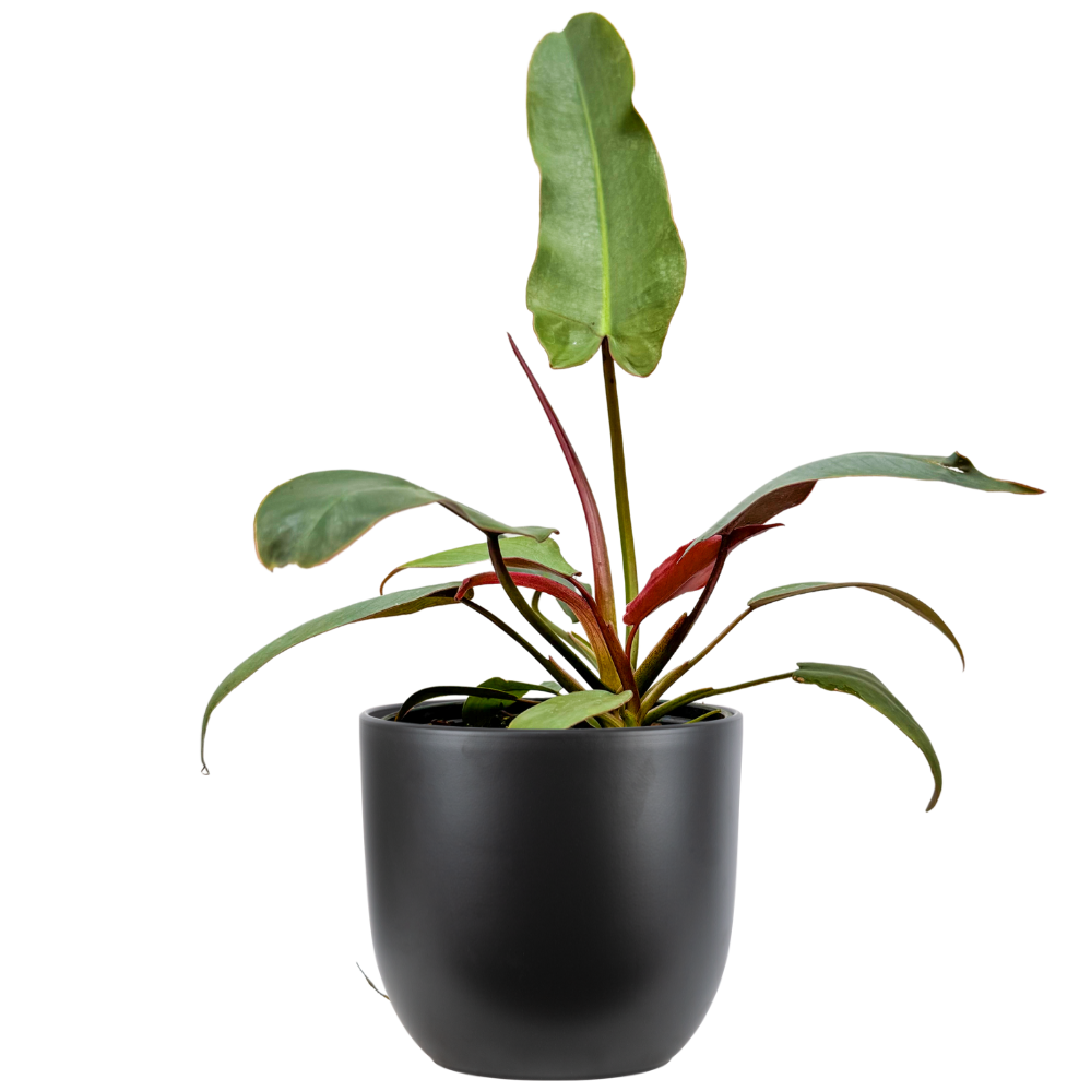 Philodendron Atabapoense | 4