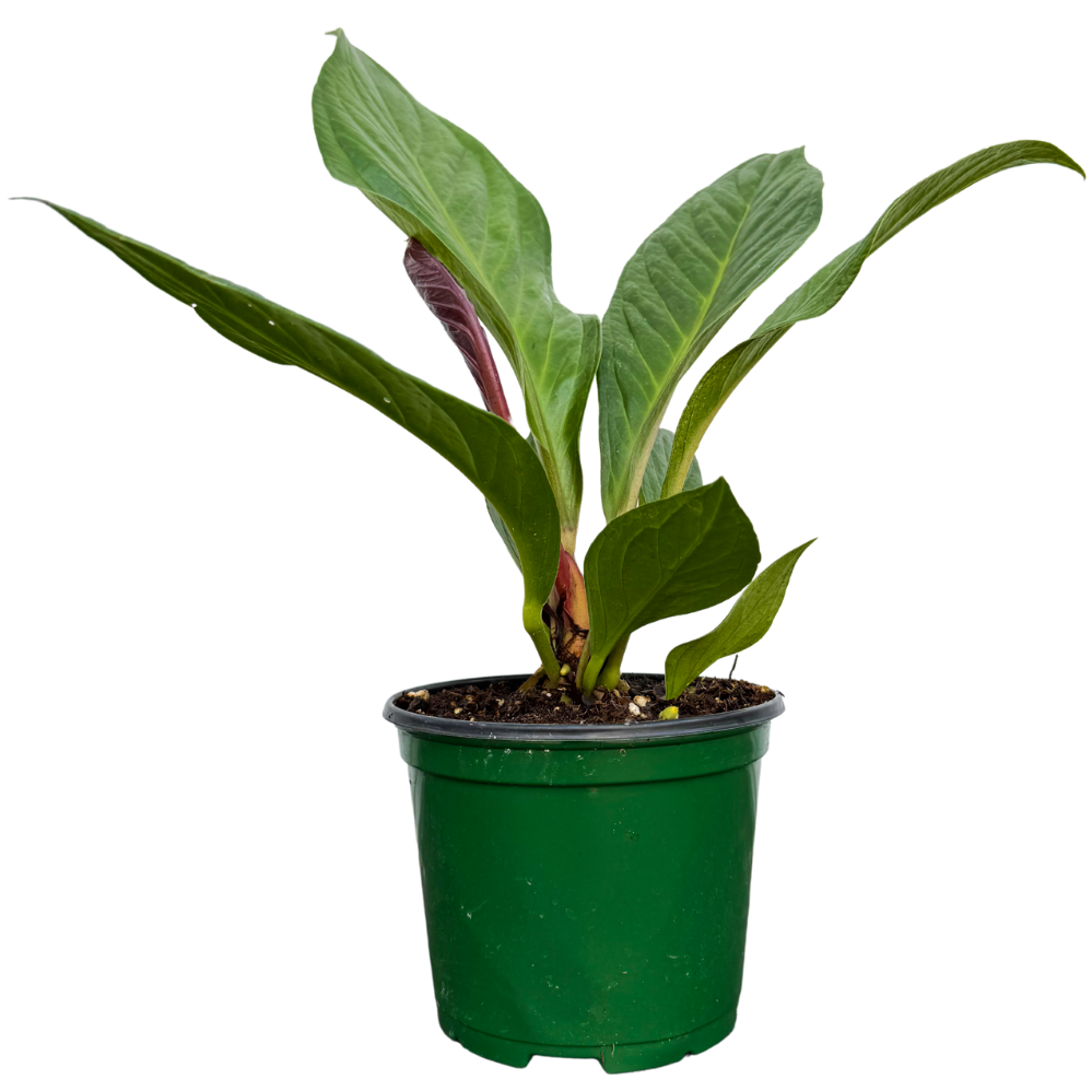 anthurium jenmanii varieties Anthurium Jenmanii (M)