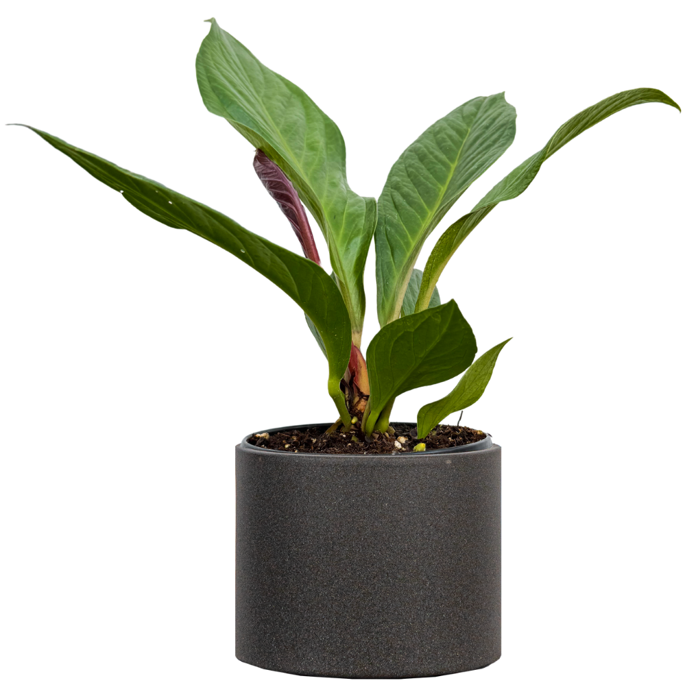anthurium jenmanii common name Anthurium Jenmanii (M)