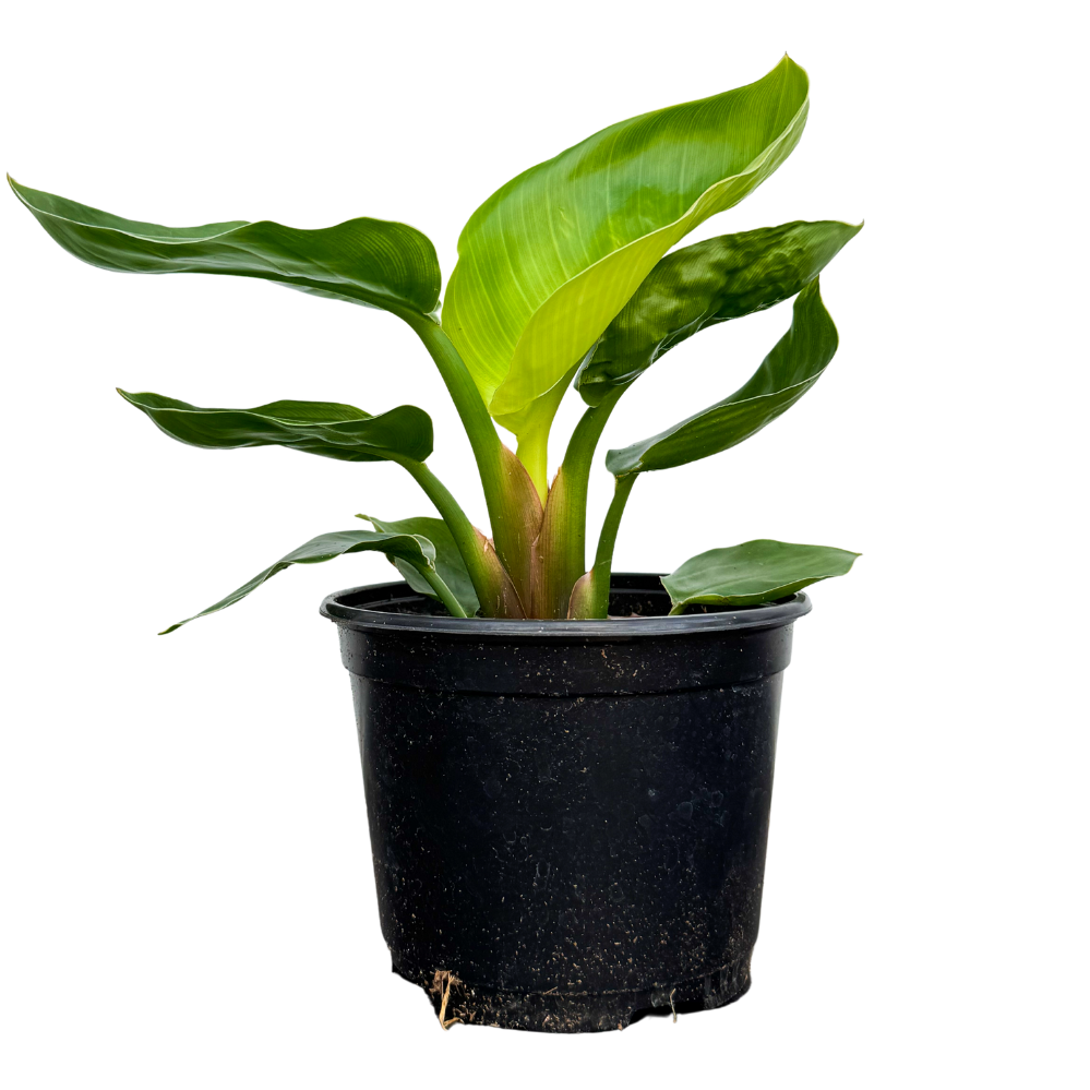 Strelitzia Nicolai