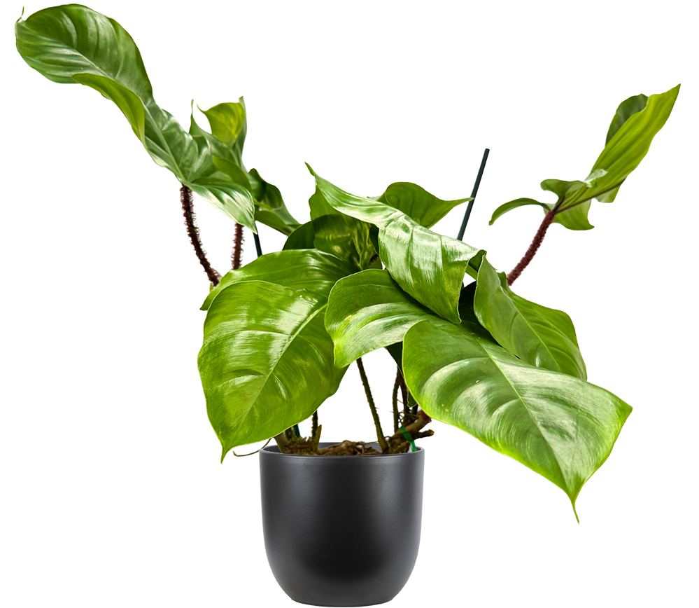 philodendron squamiferum care Philodendron Squamiferum | 6