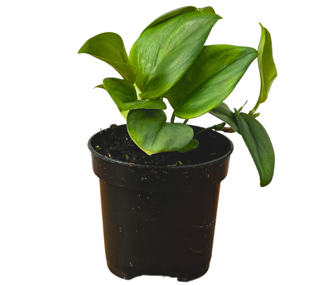 silver moon pothos Scindapsus Treubii Moonlight | Sterling Silver Pothos | 6" Pot | Easy Care Houseplant