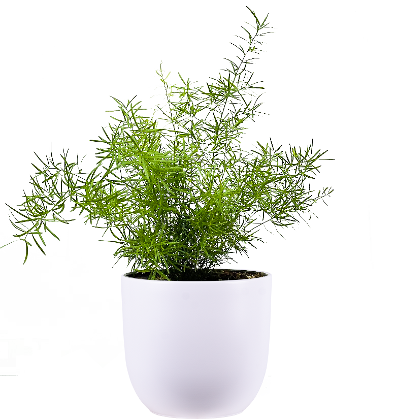 Asparagus Meyersii | Foxtail Fern | 6