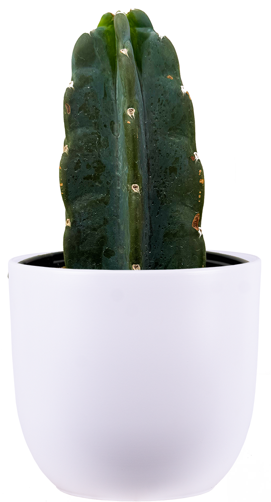 Cereus Jamacaru