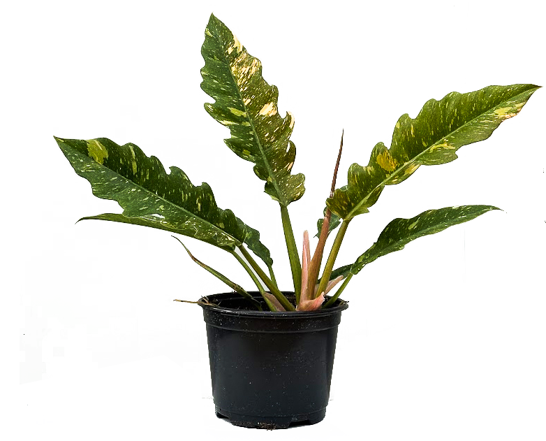 Philodendron Ring of Fire (M)