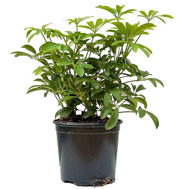 schefflera arboricola compacta houseplant on moss pole 80cm tall Schefflera Arboricola | Umbrella Plant | 6" Pot | Houseplant