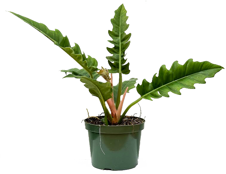 philodendron tiger tooth Philodendron Narrow | 8
