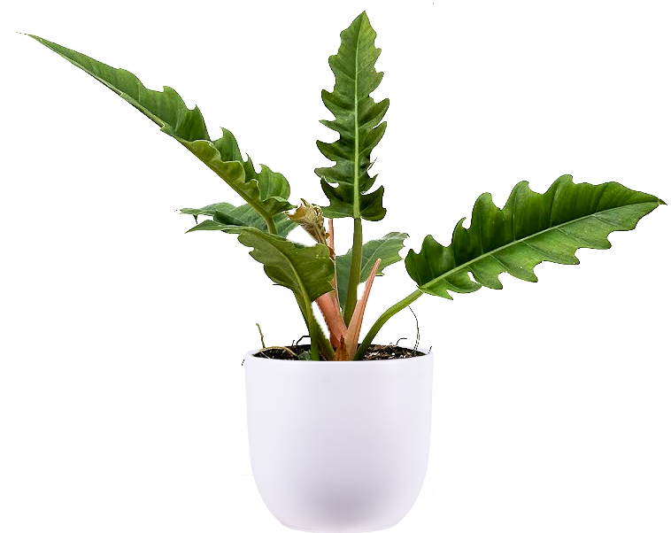 philodendron narrow ring Philodendron Narrow (L)