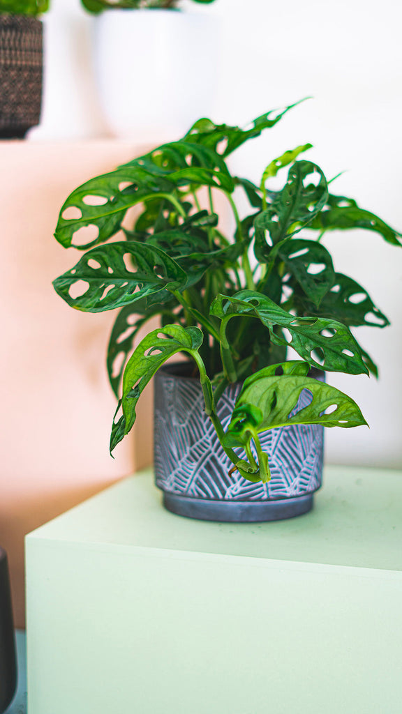 monstera monkey mask Monstera Adansonii | Monkey Mask Swiss Cheese Plant | 4" Pot | Easy Care Houseplant