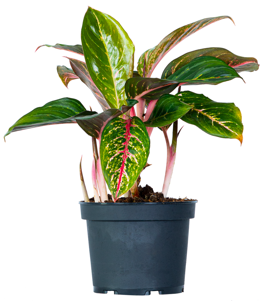 その他観葉植物 Aglaonema 3Colors Siam Aorora AglaonemaSiamAurora6in_1024x10