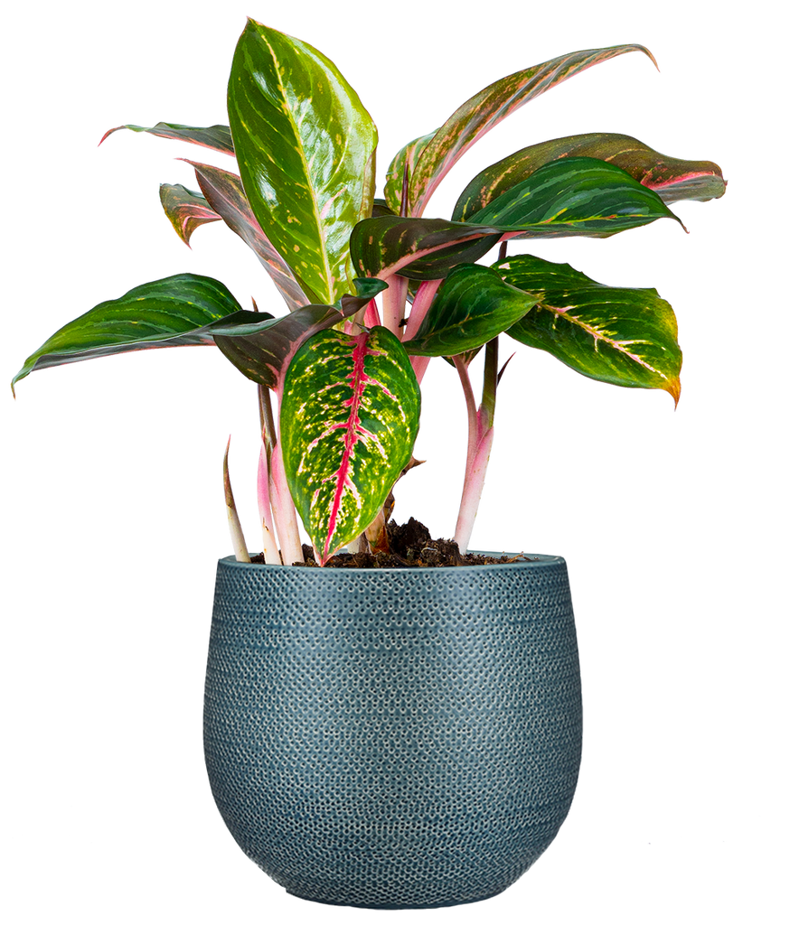 aglaonema aurora siam Aglaonema Siam Aurora | 6